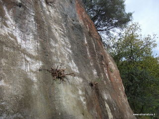 mpa Falconiera-30-03-2013 08-46-17